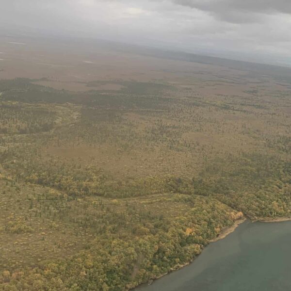 Aerial view of vast tundra landscape with scattered trees and a winding shoreline
